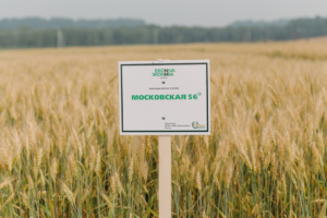 Пшеница Московская 56