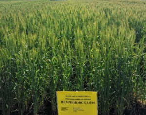 Пшеница Немчиновская 85