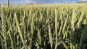 Пшеница Никон