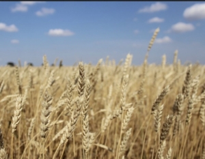 Пшеница Новосибирская 67