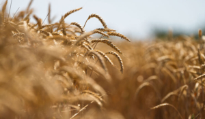 Пшеница Система