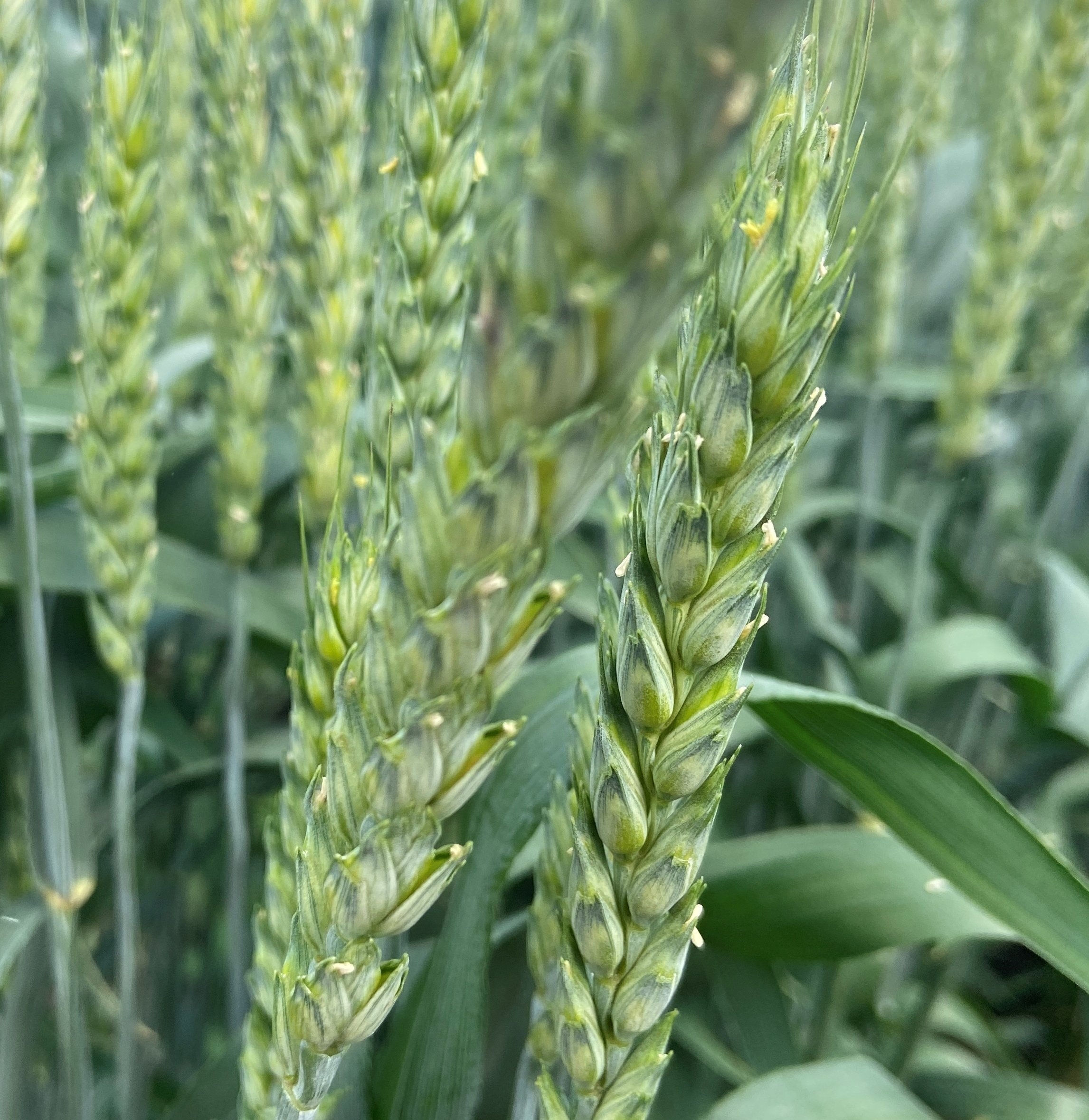 Пшеница Собербаш 2