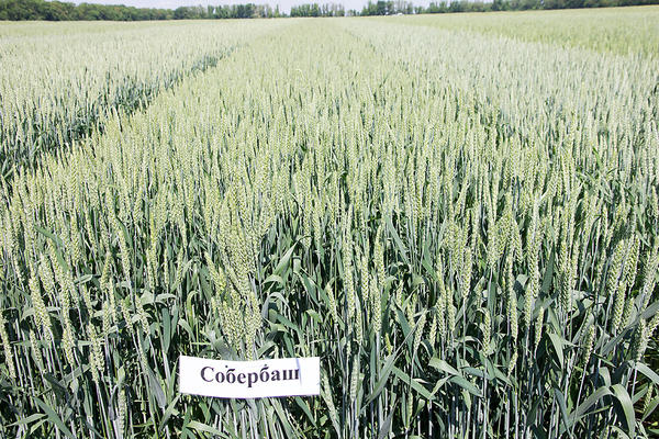 Пшеница Собербаш