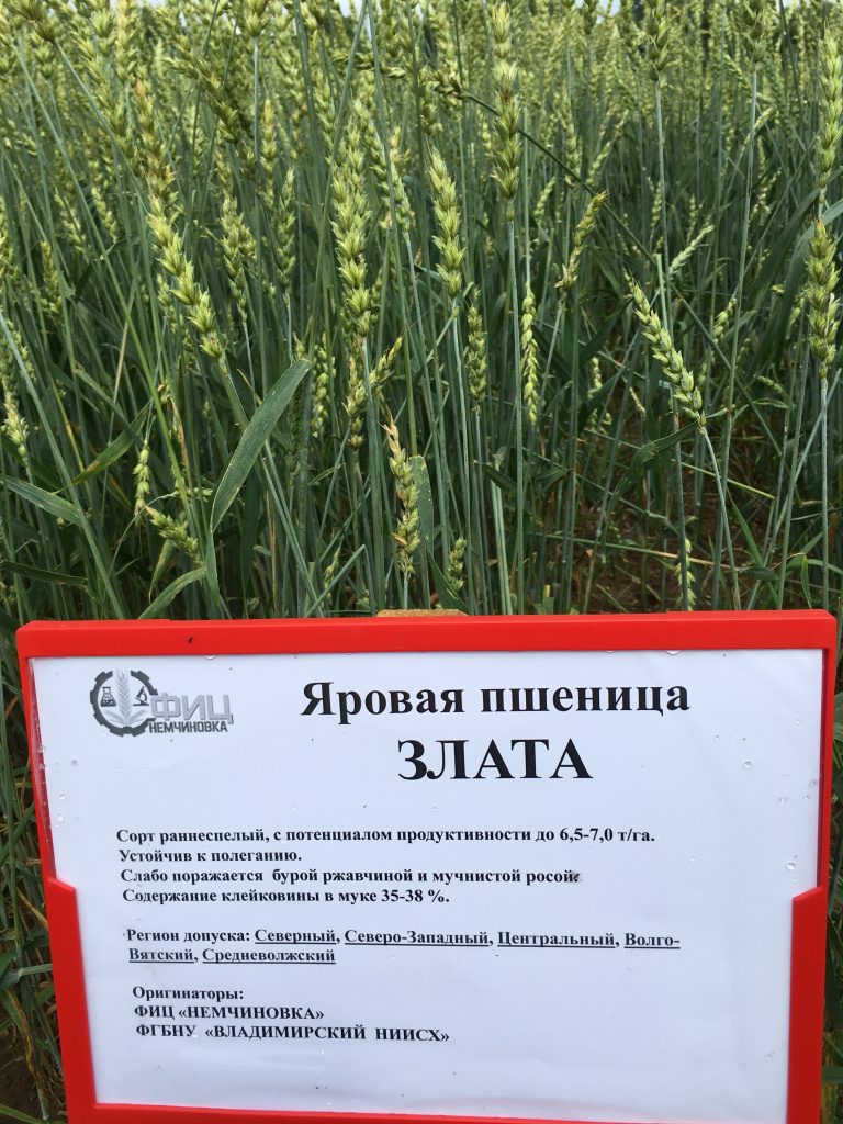 Пшеница Злата 3