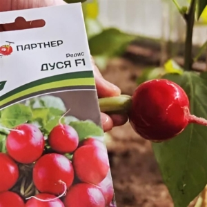 Редис Дуся