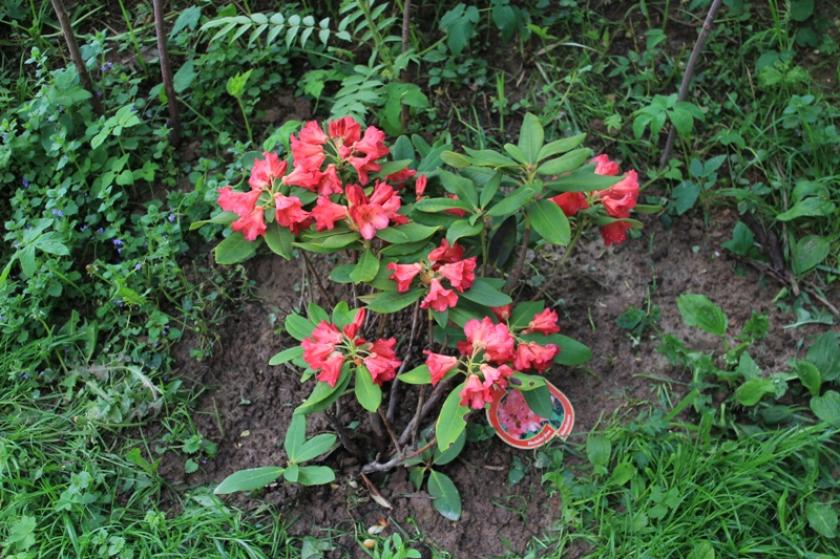Рододендрон Абендсонн 3