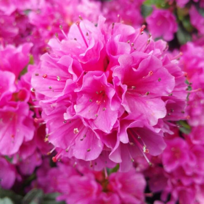 Рододендрон Амоенум 5