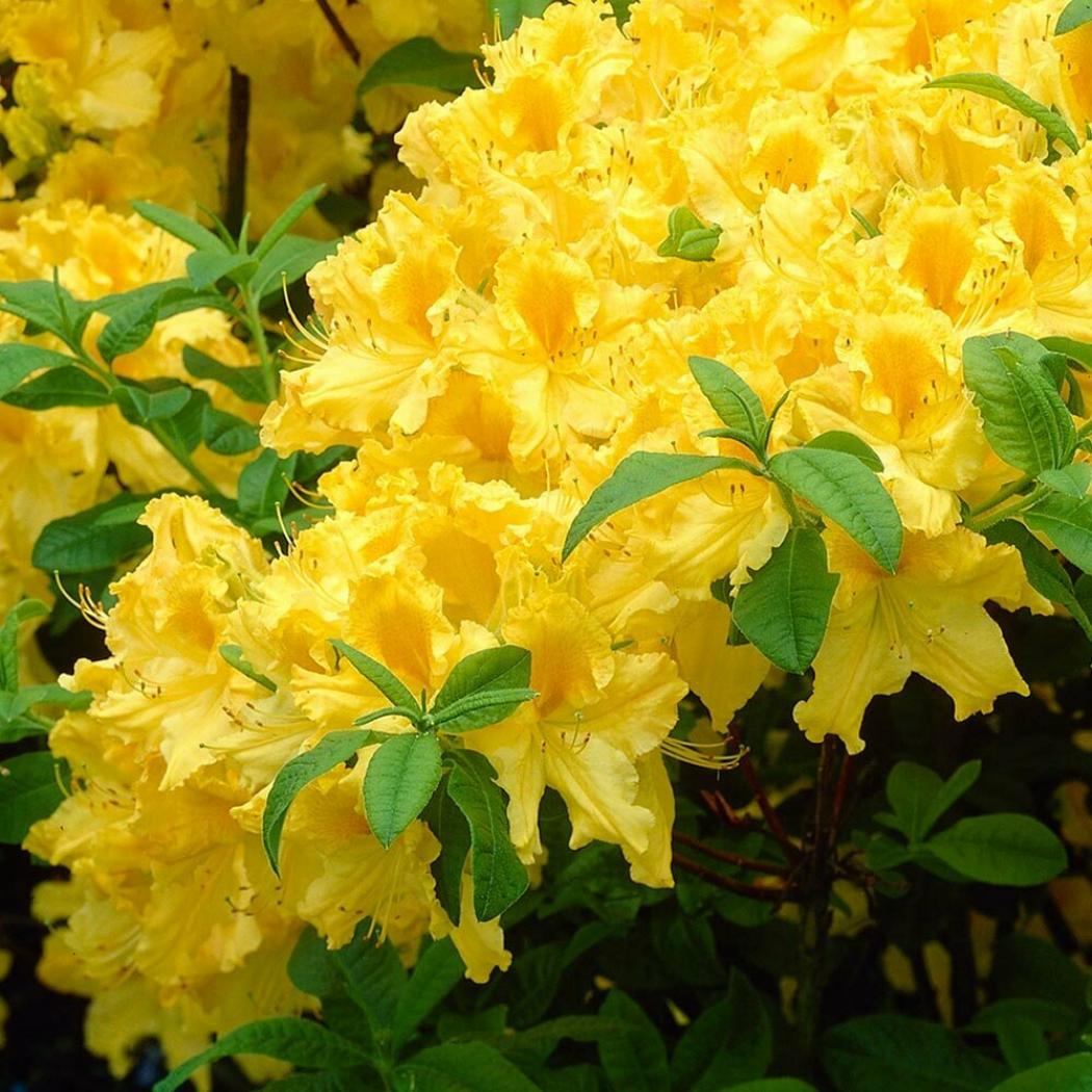 Рододендрон (Азалия) Аннеке 4