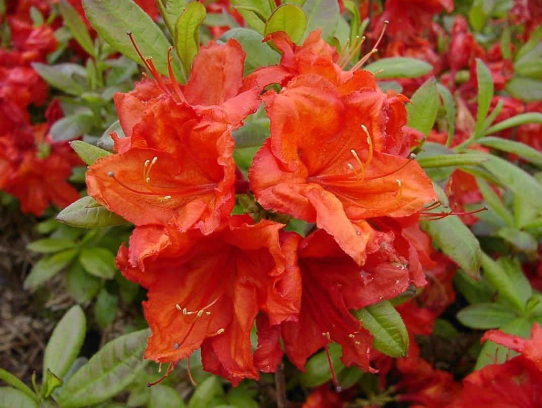 Рододендрон (Азалия) Фейерверк 4