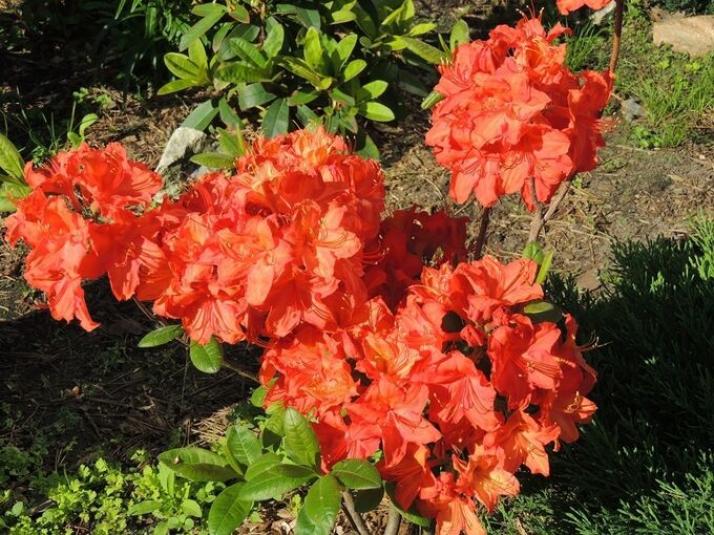 Рододендрон (Азалия) Фейерверк 6