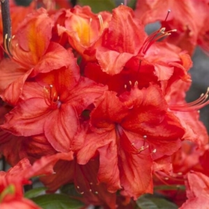 Рододендрон (Азалия) Фейерверк