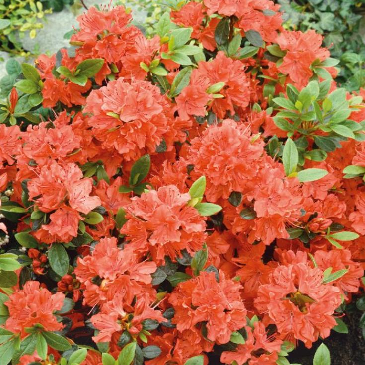 Рододендрон (Азалия) Гейша Оранж 2