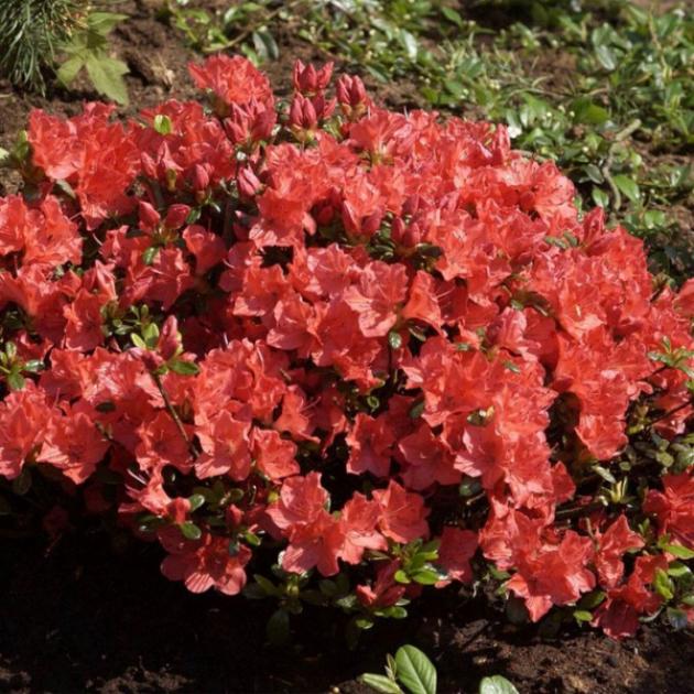Рододендрон (Азалия) Гейша Оранж 4