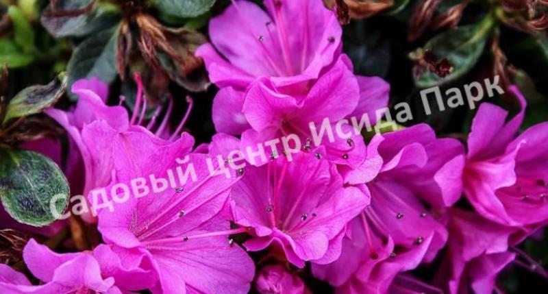 Рододендрон (Азалия) Гейша Пурпл 5