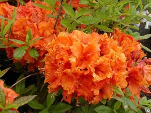 Рододендрон (Азалия) Гибралтар