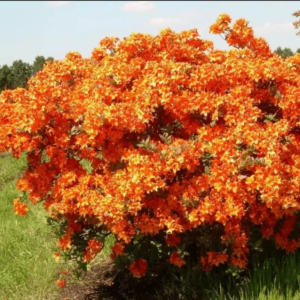 Рододендрон (Азалия) Клондайк