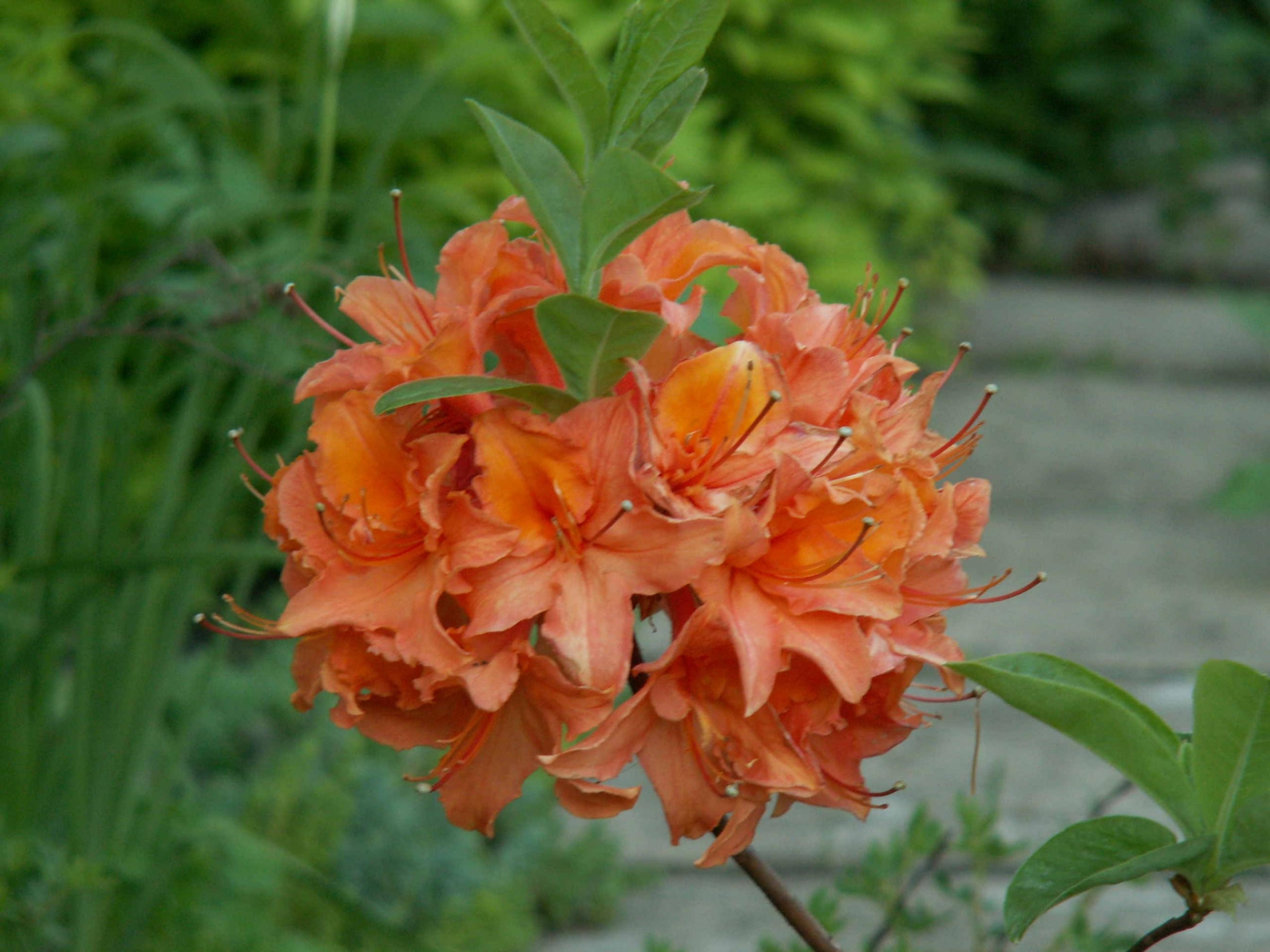 Рододендрон (Азалия) Мандарин Лайтс 10