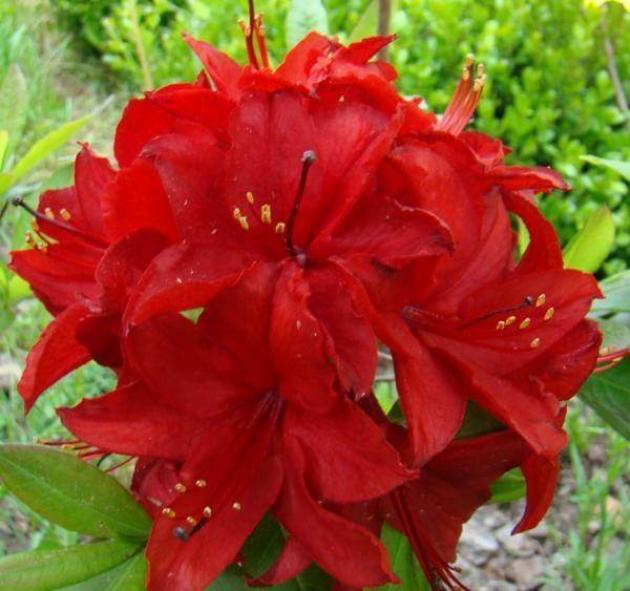 Рододендрон (Азалия) Набукко 2