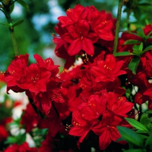 Рододендрон (Азалия) Набукко