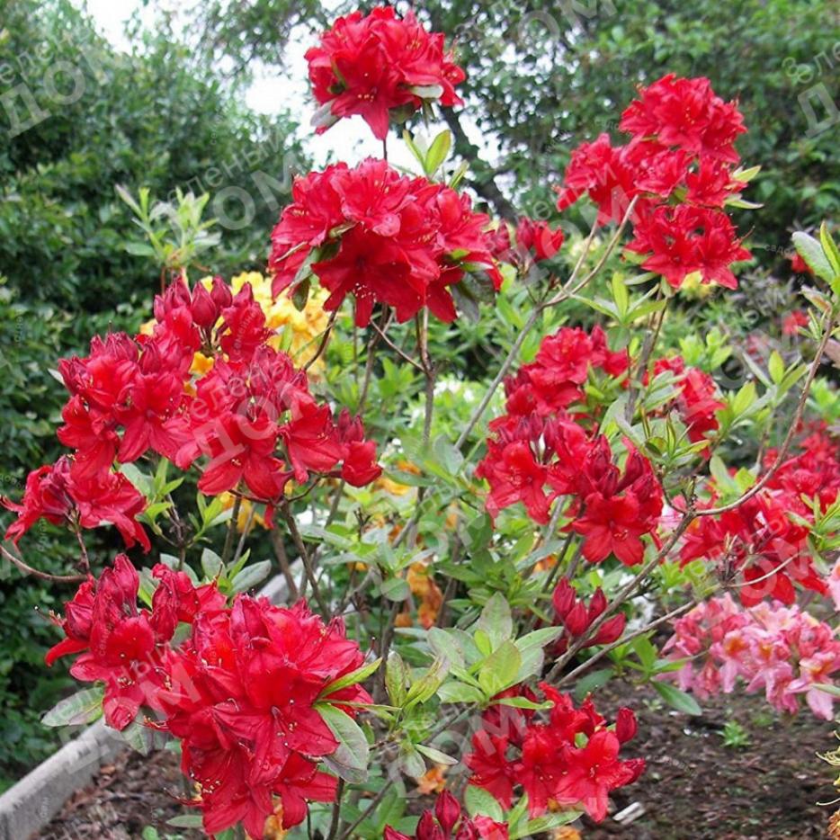 Рододендрон (Азалия) Набукко 6