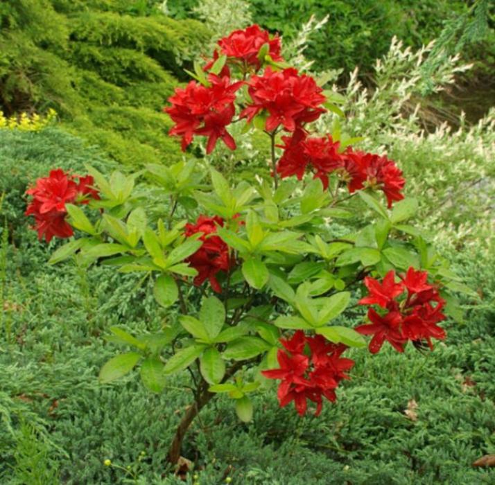 Рододендрон (Азалия) Набукко 7