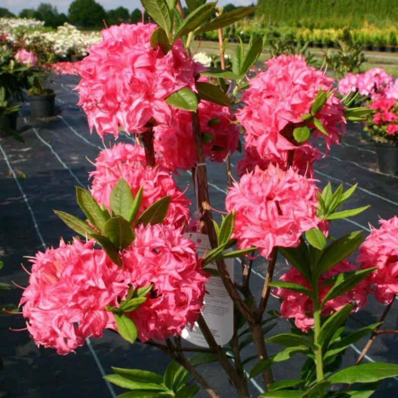 Рододендрон (Азалия) Нэп Хилл 3