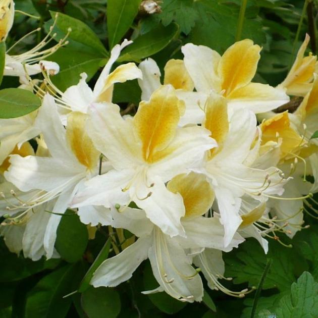 Рододендрон (Азалия) Нозерн Хайлайтс 3