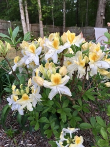 Рододендрон (Азалия) Нозерн Хайлайтс