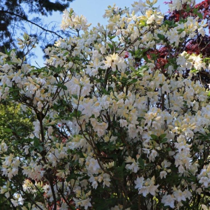 Рододендрон (Азалия) Оксидол 5