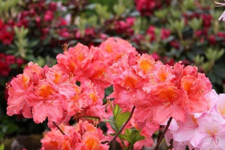 Рододендрон (Азалия) Сарина 2