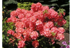 Рододендрон (Азалия) Сарина