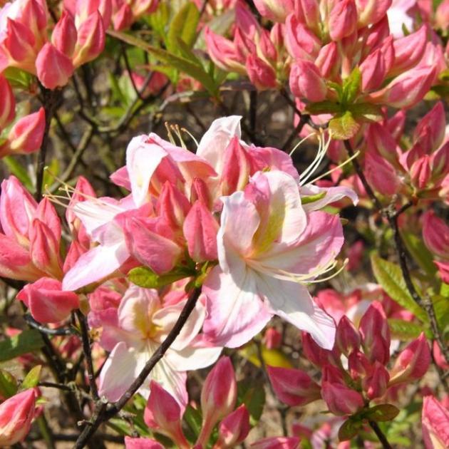 Рододендрон (Азалия) Сатоми 4