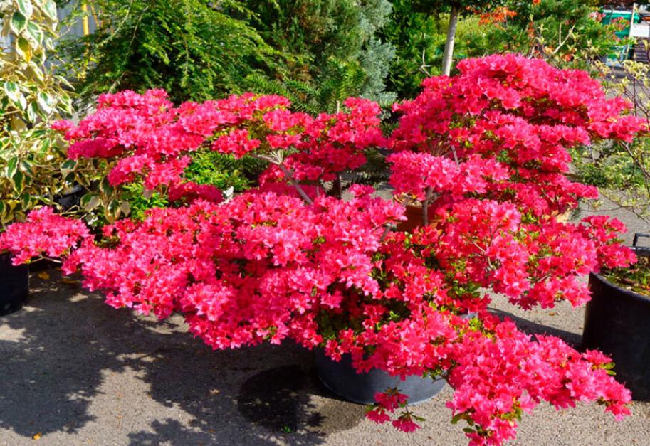 Рододендрон (Азалия) Тореадор 3