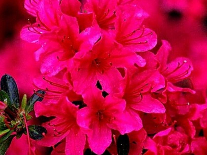 Рододендрон (Азалия) Тореадор 4