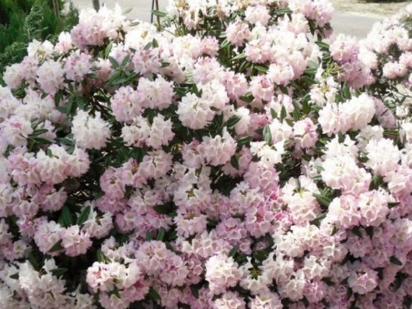 Рододендрон (Азалия) Уайт Лайтс 3