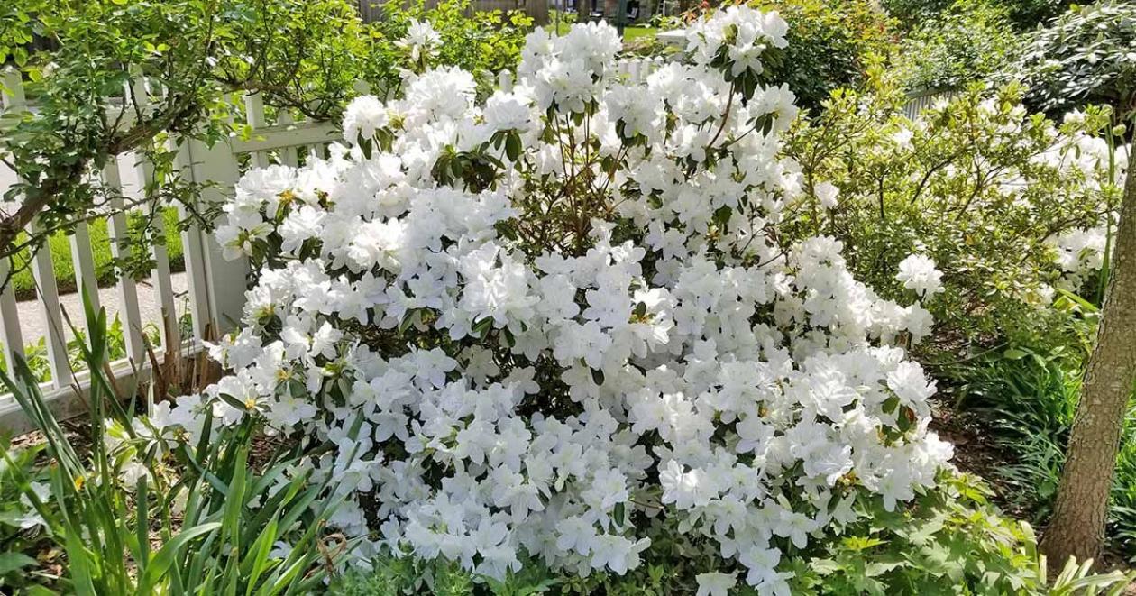 Рододендрон (Азалия) Уайт Лайтс 6