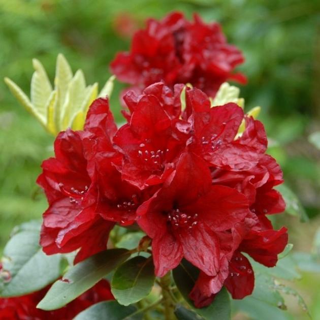 Рододендрон Франческа 4