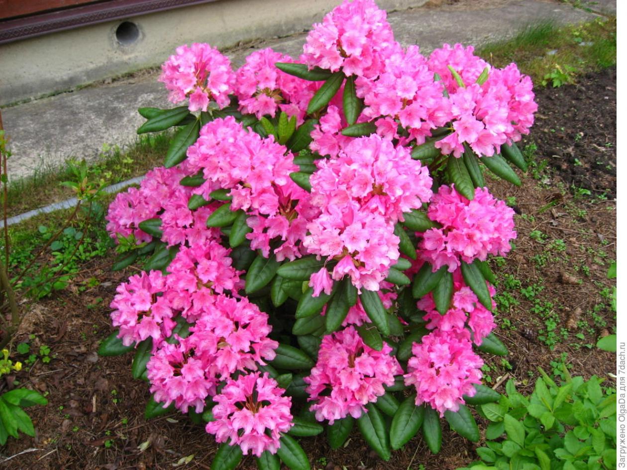 Рододендрон Гаага 7
