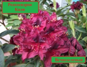 Рододендрон Кали