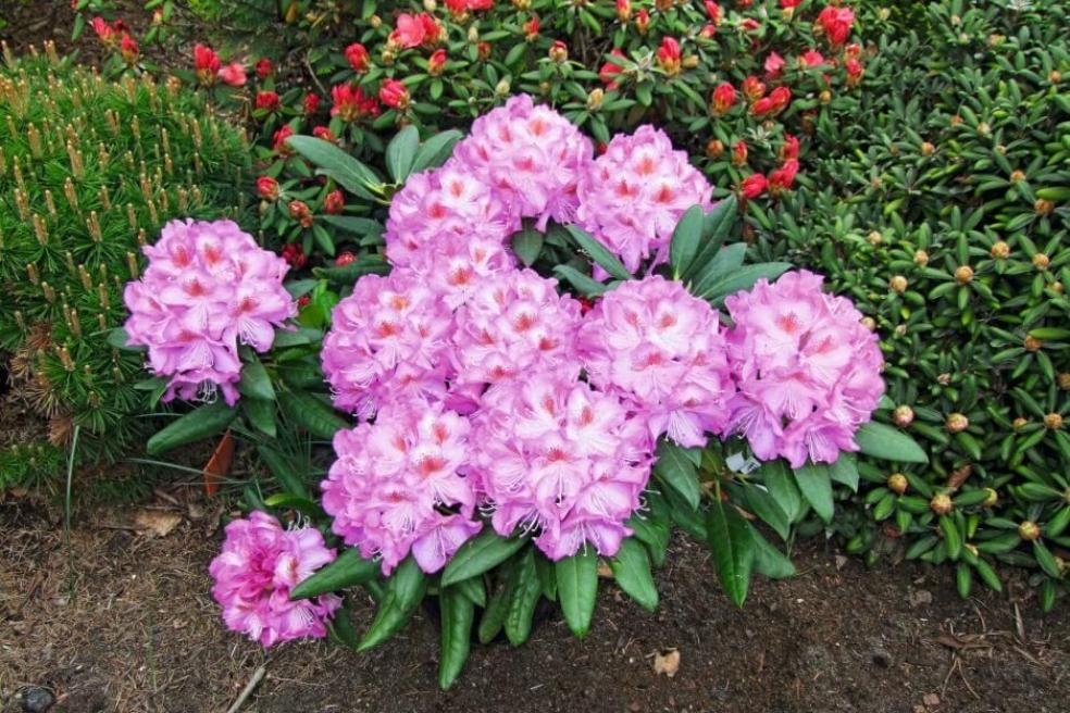 Рододендрон Казимир Одновичел 2