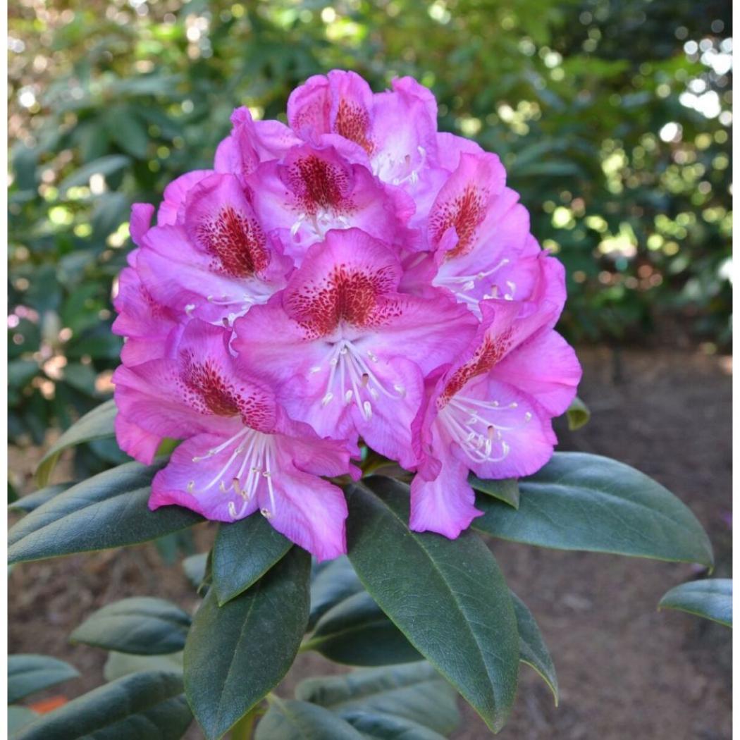 Рододендрон Казимир Одновичел 3