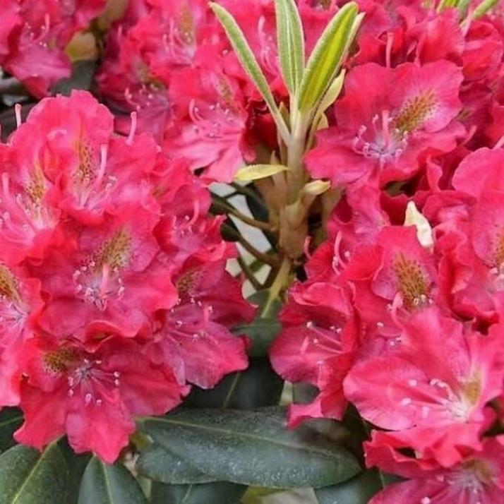 Рододендрон Казимир Великий 4