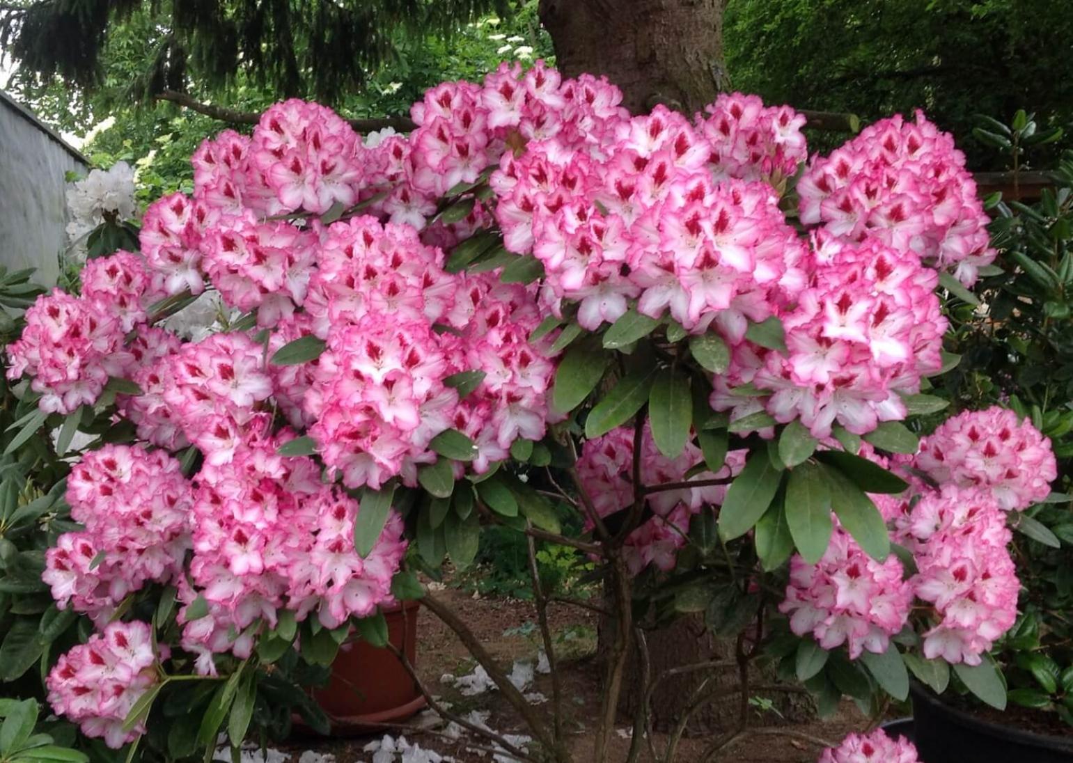 Рододендрон Хахманс Шарман