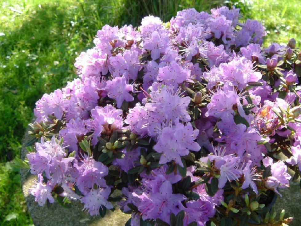 Рододендрон Плотный (Импедитум)