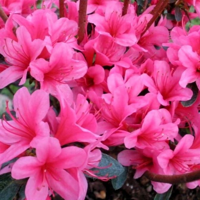 Рододендрон Сильвестр 2