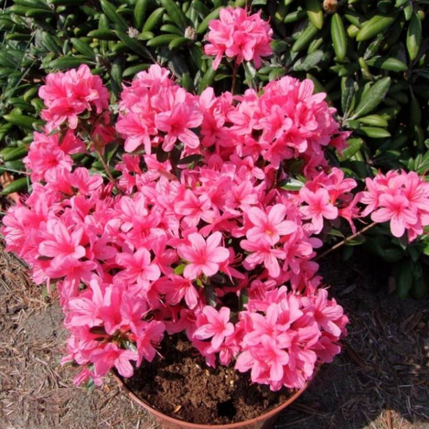 Рододендрон Сильвестр 4