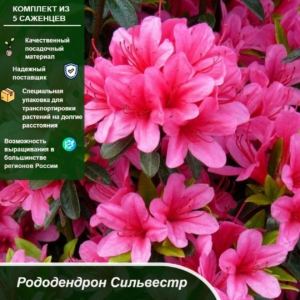 Рододендрон Сильвестр