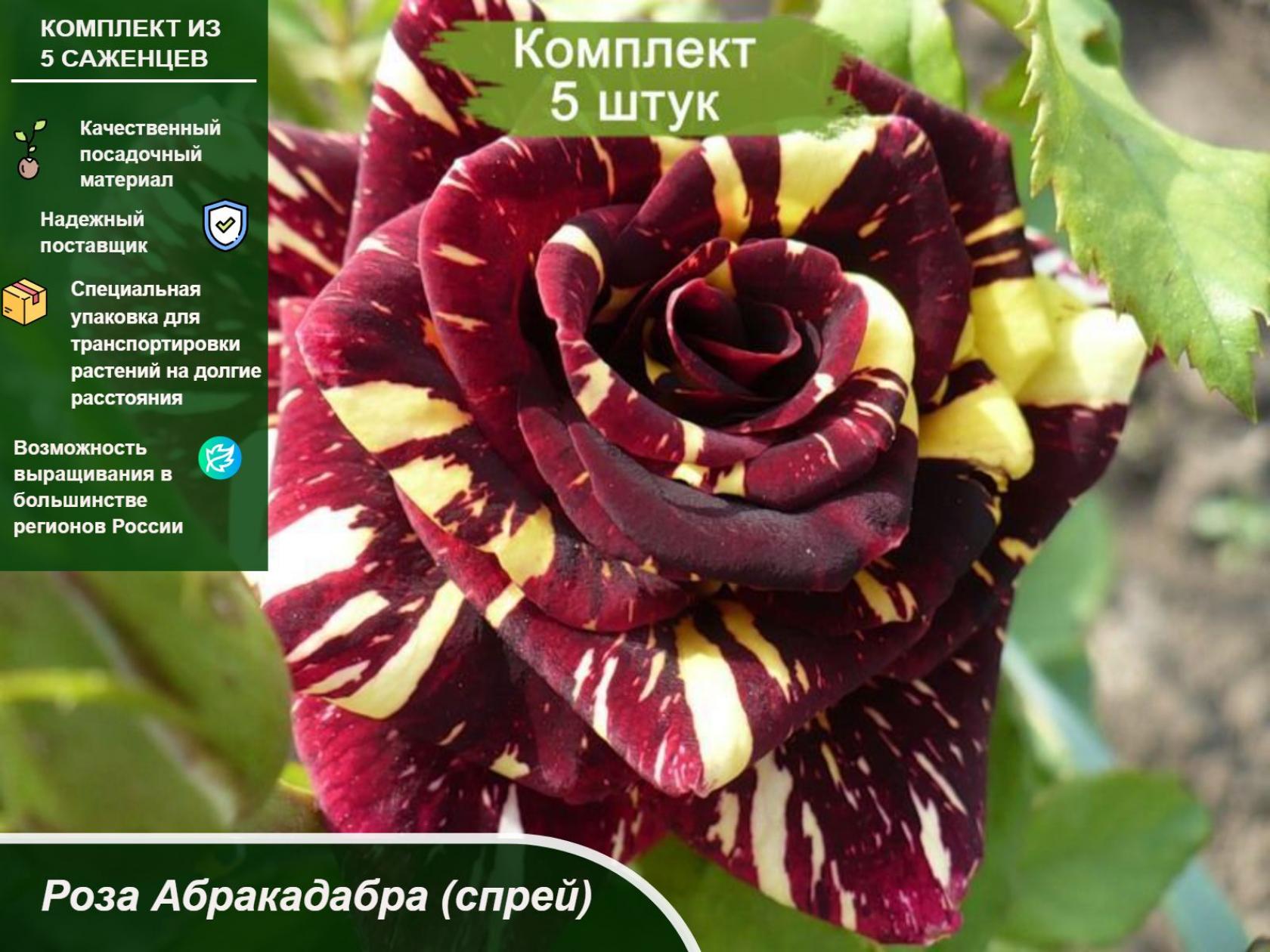Роза Абракадабра (2002) 3