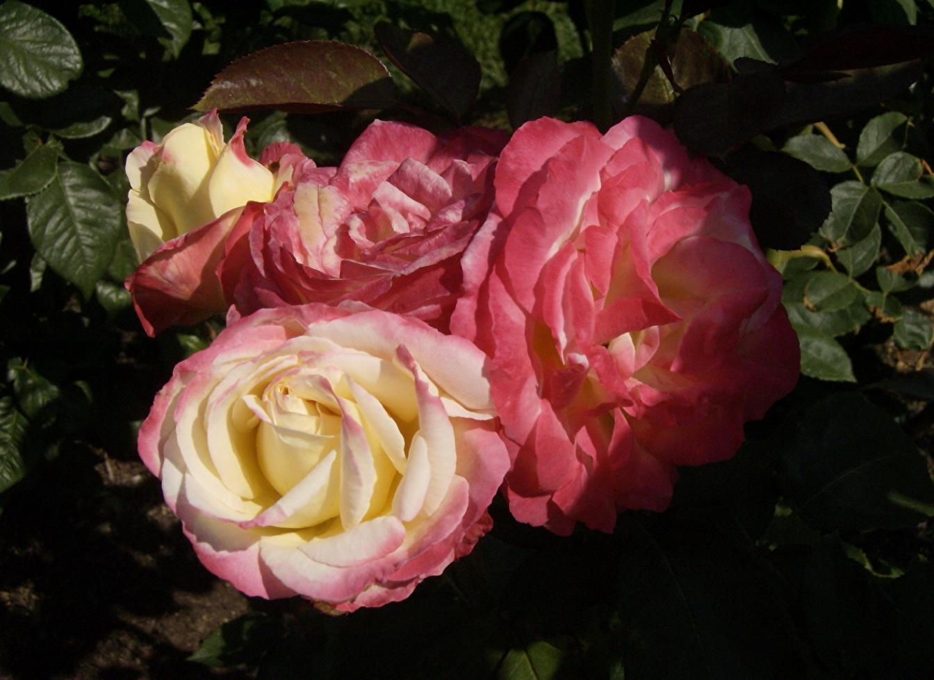 Роза Адажио 6