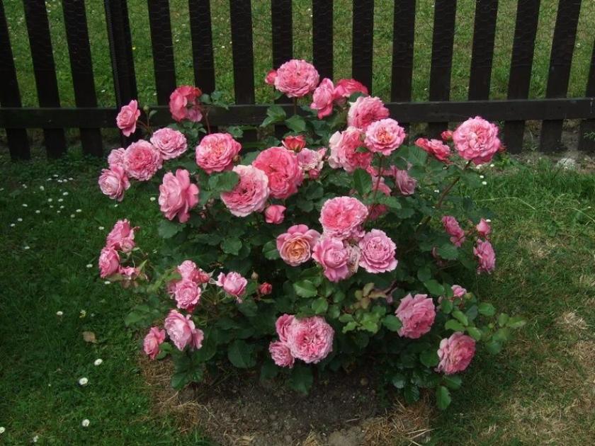 Роза Агнес 5